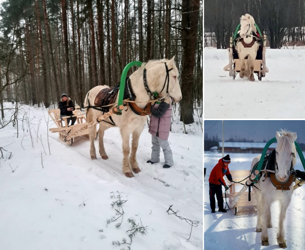 Катания на санях