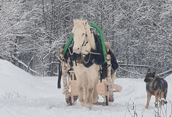 Катания на санях