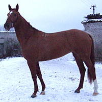 Костра