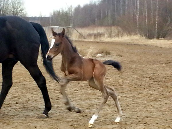 Фрисби-16-1