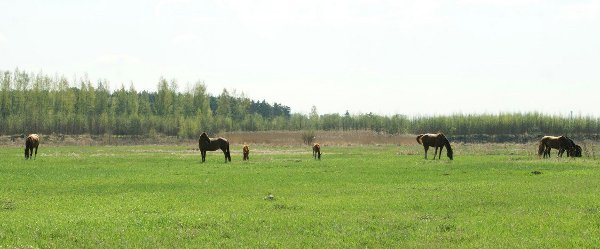 Пастбище в Истоке
