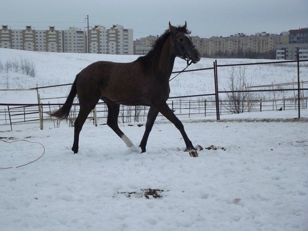 коб. Солар