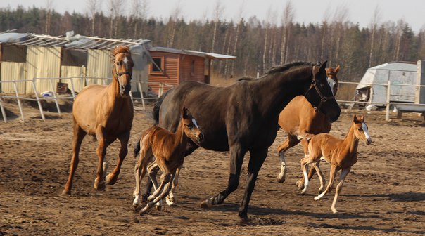 Жеребята в апреле 2016 г.